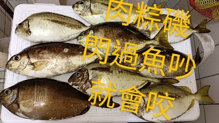 #磯釣 臭肚 閃魚吵 #黏巴達 x9 #翔讚練餌 還我魚