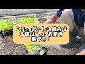 【園芸】「第2回 週一農業 ついに葉菜類の苗を植え付けていきます！