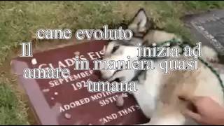 Evolvenza Il cane e la tomba del padrone