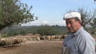 Una granja singular en Pedralba. Tranhumancia y pastoreo.