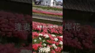 【隠れた名所】逢妻女川の彼岸花【彼岸花】