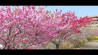 多賀神社(福岡県 直方市) 桃の花