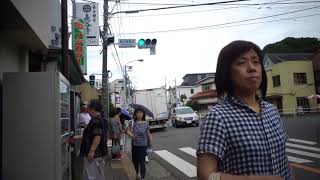 【日本の四季】鎌倉 あじさい寺 長谷寺 長谷観音 満開の紫陽花 2017年7月2日 日本の花 Hydrangea Hasedera TempleHase, Kamakura,JAPAN