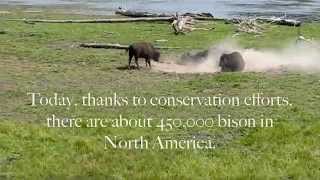 American Bison in Yellowstone National Park