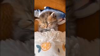 😂funny animal videos that i found for you #18😂#shorts #funnyanimals #funnycats #funnydogs #cutepets