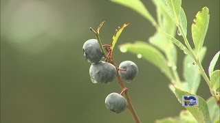 Area blueberry crop looking bright