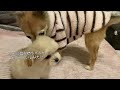 【お迎え初日】チワプーが家族になった日【チワプー】【子犬】