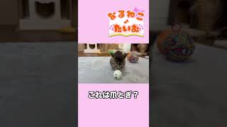 これは爪とぎ？【なるねこ♪たいむ】 #ねこ #猫好きさんと繋がりたい #ネコ#ねこのいる生活 #cat #kitton #マンチカン #子猫