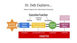 Dr. Deb Explains: How to Improve Your Information Processing