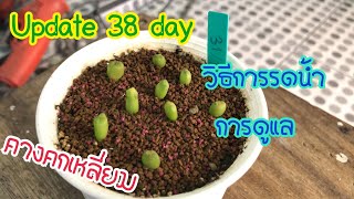 (Update 38วัน) วิธีการรดน้ำ และดูแลคางคกเหลี่ยม Pseudolithos cubiformid เพาะเมล็ดแคคตัส