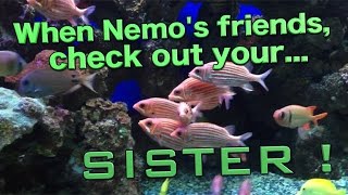 When Nemo's friends eye your sister !