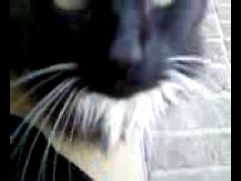 Black And White American Longhair Cat Black And White American Longhair Cat