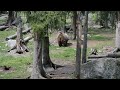 björnungarna på järvzoo bear cubs climbing trees in järvzoo sweden