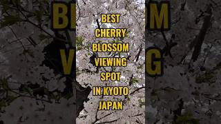Kyoto Cherry Blossom Viewing 2024 | Best Sakura Hanami Spot #kyoto #japan #sakura #shorts #reels