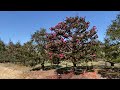 【河津桜】愛知県植木センター サザンカ品種園2024年2月下旬