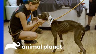 Most Emaciated Dog Tia Has Seen Makes Joyful Recovery | Pit Bulls & Parolees
