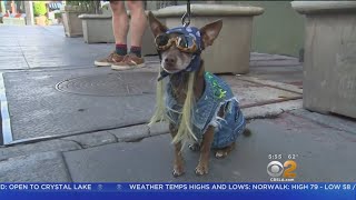Dogs Don Halloween Costumes For Pasadena Parade