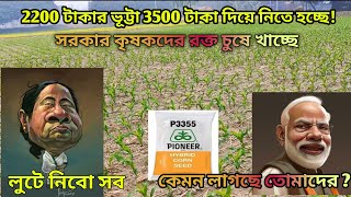 2200 টাকার pioneer p3355 এবার 3500 টাকা দিয়ে লাগতে হচ্ছে ! 2025 সালে pioneer p3355 ভূট্টা চাষ