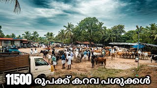 ലക്ഷങ്ങൾ വിലയുള്ളത് ആയിരങ്ങൾക്ക് വാങ്ങാം | Wholesale Cattle Market in Kerala | Buffalo Market | Beef