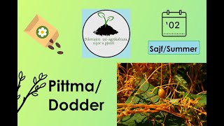 Pittma/dodder