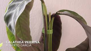 Calathea Zebrina, Growing Timelapse.