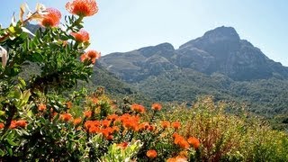 Kirstenbosch