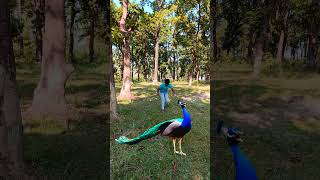 Gorgeous peacock in forest #forest #peacok #nature #nature #ytshorts