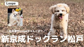 【Vlog】🐶ガールフレンドと日本最大級のドックラン（新京成ドックラン松戸）に連れて行ったら広すぎた！！【トイプードル×マルチーズ】