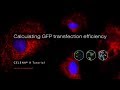 Calculating GFP transfection efficiency