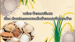 หน่วยข้าวแสนวิเศษ เรื่องส่วนประกอบของต้นข้าวและชนิดของข้าว🌾🌾ระดับชั้นอนุบาล 1