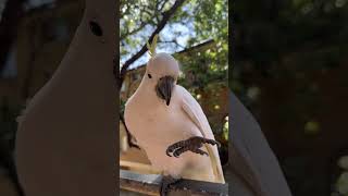 Very hungry cockatoo😅凄い勢いで握手を求める腹ペコシェイクちゃん。