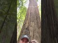 Avenue of the Giants - Redwood Forest