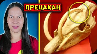 ТОП 10 ЖИВОТНИ, ПРЕЦАКАНИ ОТ ЕВОЛЮЦИЯТА
