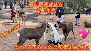 鹿に頭突きされる観光客ピップアタックで悲鳴をあげる🫎 | deer japan | japan trip | sika deer 🦌 | nara deer park vlog💖