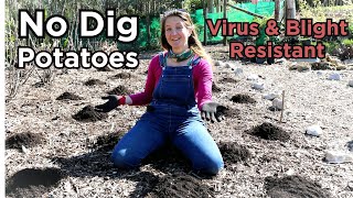 Growing Potatoes - No Dig | SARPO - No more Virus or Blight!