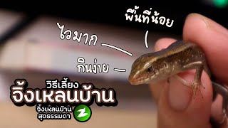 [How to care] จิ้งเหลนบ้าน (วิธีเลี้ยง)