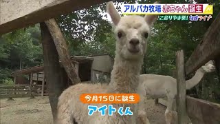 アルパカの赤ちゃん誕生