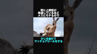 カンガルーに関する面白い豆知識②