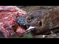The Last Kingdom of Dragons - film about Komodo by Living Zoology film studio