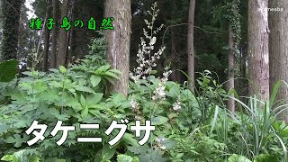 タケニグサ 梅雨時期に茎の先端部に散状花序を出し白い花を咲かせた開花風景～種子島の自然