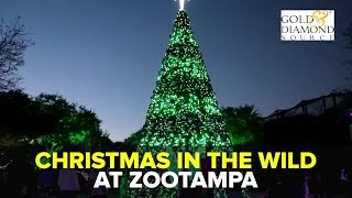 Have fun with animals with Christmas in the Wild at ZooTampa