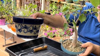 🌿 Higuera de las pagodas Ficus religiosa transplante