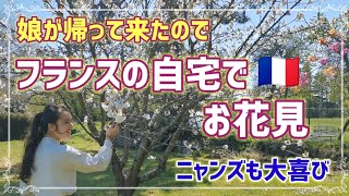 【日本恋しい】義父(フランス人)が残した桜でお花見。猫・娘・桜、我が家の春の庭模様