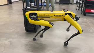 Boston Dynamics’s Spot obstacle avoidance #bostondynamics #spot #robotics