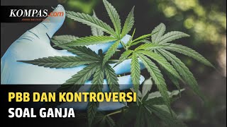 PBB dan Kontroversi soal Ganja...