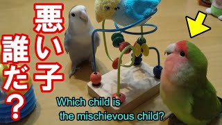 【怖いコザクラインコ】手に負えない可愛いコザクラインコ♪A mischievous lovebird.