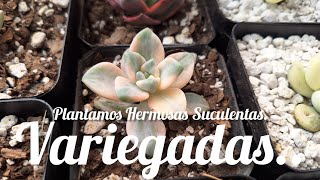 PLANTAMOS SUCULENTAS.. SEGUNDA PARTE. #suculents #succulent #suculentas #plants #garden