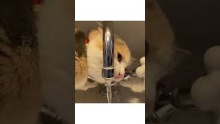 水道で水を飲む猫がシンデレラフィットしていた