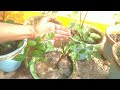 বাড়িতেই বানিয়ে ফেলুন কেজি কেজি বোরন 🌴home made boron boron boronforplants