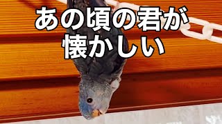 イジメられるオカメインコと勝てない文鳥と追いかけられるセキセイインコと噛まれる人間